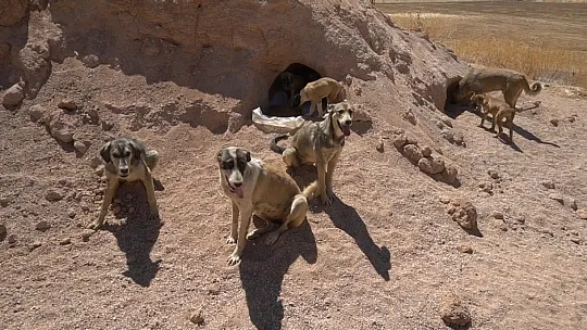 Siirt'te Çöpte Bulduğu Felçli Köpeği Ameliyat Ettirdi, İstanbul'da Sahiplendirdi