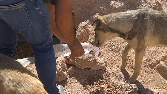 Siirt'te Çöpte Bulduğu Felçli Köpeği Ameliyat Ettirdi, İstanbul'da Sahiplendirdi