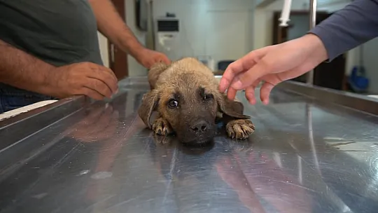 Siirt'te Çöpte Bulduğu Felçli Köpeği Ameliyat Ettirdi, İstanbul'da Sahiplendirdi