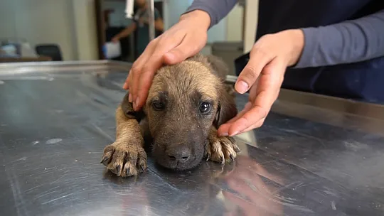Siirt'te Çöpte Bulduğu Felçli Köpeği Ameliyat Ettirdi, İstanbul'da Sahiplendirdi