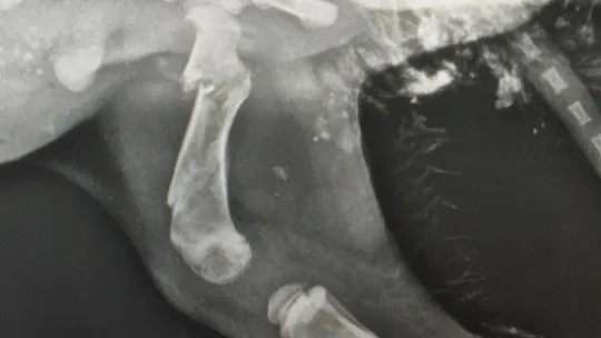 Siirt'te Ölüme Terk Edilen Köpeği Hayata Bağladı