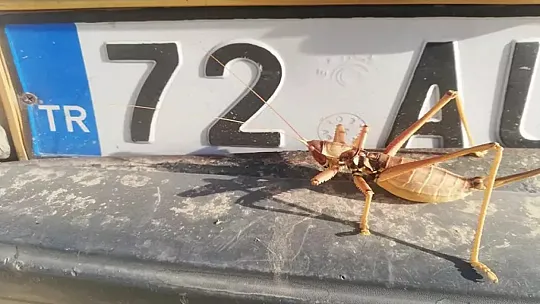 Çiftçilerin dostu olarak biliniyor, et ile besleniyor! Batman'da ortaya çıktı