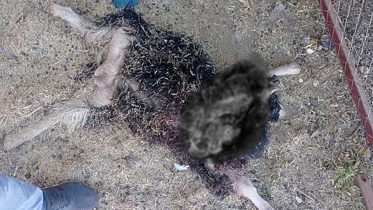 Siirt'te Başıboş Köpekler 6 Keçi, 8 Tavuğu Katletti