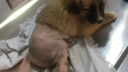 Siirt'te Ölüme Terk Edilen Köpeği Hayata Bağladı