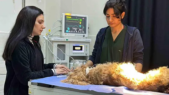8 santimlik taş insandan değil, 10 yaşındaki 'Fındık' isimli köpekten çıktı