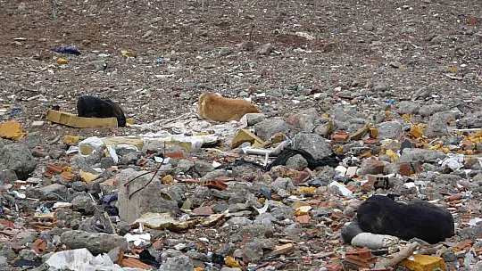 89 kişiye mezar olan Galeria Sitesi alanı sokak köpeklerinin mekanı haline geldi