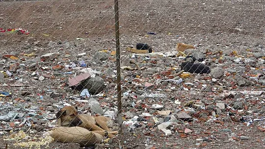 89 kişiye mezar olan Galeria Sitesi alanı sokak köpeklerinin mekanı haline geldi