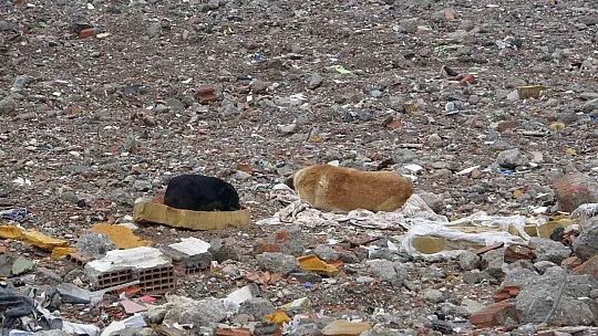 89 kişiye mezar olan Galeria Sitesi alanı sokak köpeklerinin mekanı haline geldi