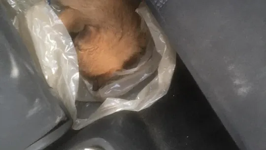 Siirt'te Ölüme Terk Edilen Köpeği Hayata Bağladı