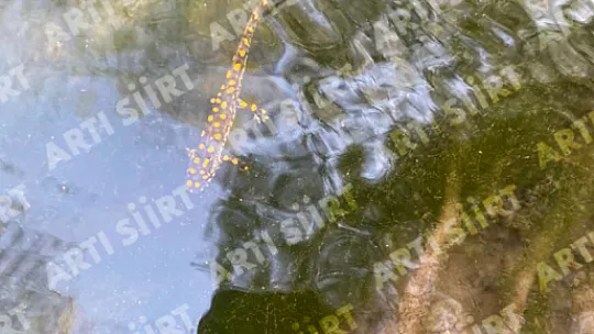 Siirt'te Nesli Tükenmek Üzere Olan Anadolu Benekli Semenderi Görüntülendi