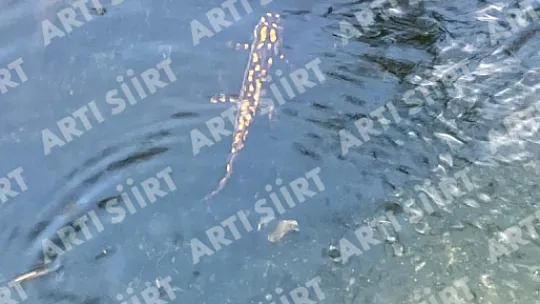 Siirt'te Nesli Tükenmek Üzere Olan Anadolu Benekli Semenderi Görüntülendi