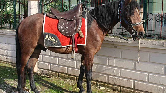 Atalarından devraldıkları rahvan atlarına gözleri gibi bakarak yarışlara hazırlıyorlar