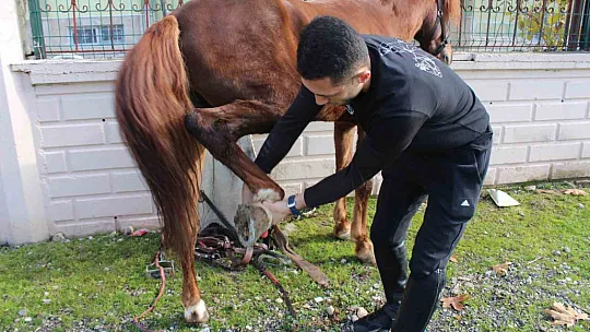 Atalarından devraldıkları rahvan atlarına gözleri gibi bakarak yarışlara hazırlıyorlar