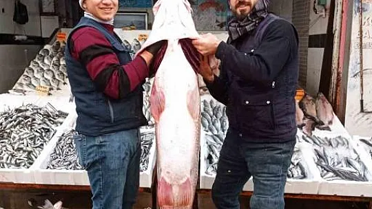 Batman'da balıkçının oltasına takılan balık dana fiyatına satıldı