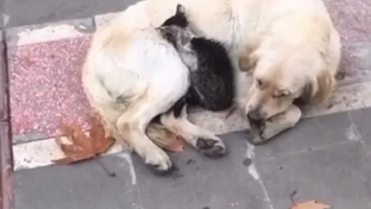 Batman'da soğuk havada iç ısıtan görüntü: Yavru kedi, köpeğin kucağına sığındı