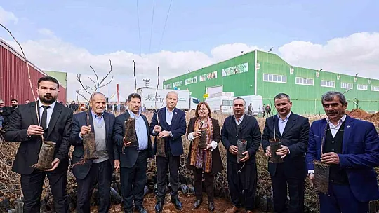Büyükşehir'den bölgeye uyumlu fıstık, nar, üzüm ve incir fidanı desteği