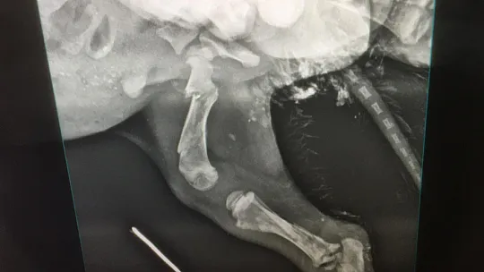 Siirt'te Ölüme Terk Edilen Köpeği Hayata Bağladı