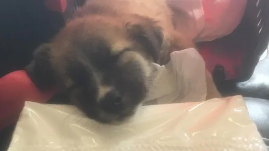 Siirt'te Ölüme Terk Edilen Köpeği Hayata Bağladı