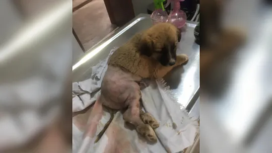 Siirt'te Ölüme Terk Edilen Köpeği Hayata Bağladı