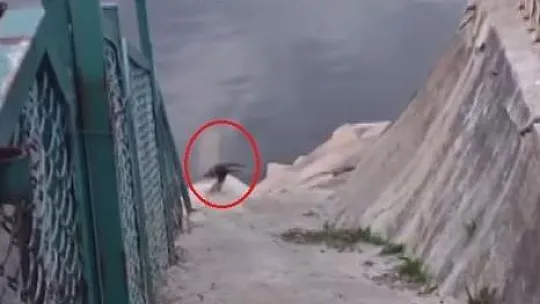 Devegeçidi Barajı'nda nesli tehdit altında olan su samuru görüldü