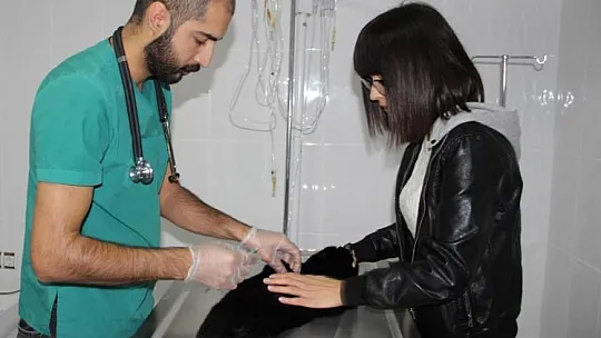 Diyarbakır'da 4 bin 506 kedi-köpek aşılandı