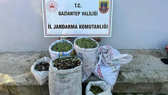 Gaziantep'te 1 ton zeytin çalan hırsızlar jandarmadan kaçamadı