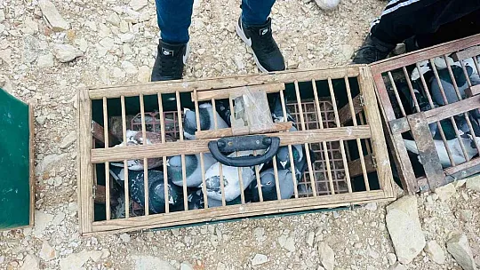 Gazze'deki çocukların özgürlüğü için binlerce güvercin gökyüzüne bırakıldı