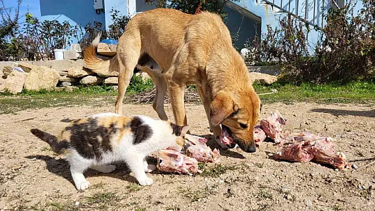 Köpek ile kedilerin yıllardır süren dostluğu