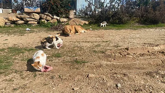 Köpek ile kedilerin yıllardır süren dostluğu