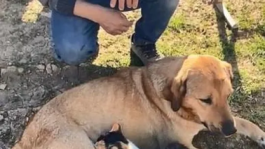 Köpek ile kedilerin yıllardır süren dostluğu
