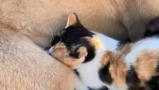 Köpek ile kedilerin yıllardır süren dostluğu