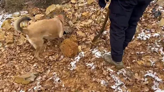 Lice ilçesinde 154 kilo esrar ele geçirildi