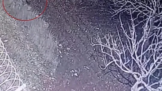 Nesli tükenme tehlikesi olan çizgili sırtlan, Gaziantep'te kameraya yakalandı
