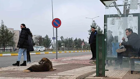 Sokak köpekleri için barınak ve çip vurgusu