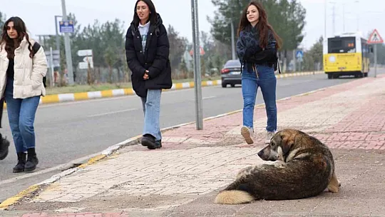 Sokak köpekleri için barınak ve çip vurgusu