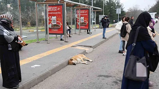 Sokak köpekleri için barınak ve çip vurgusu