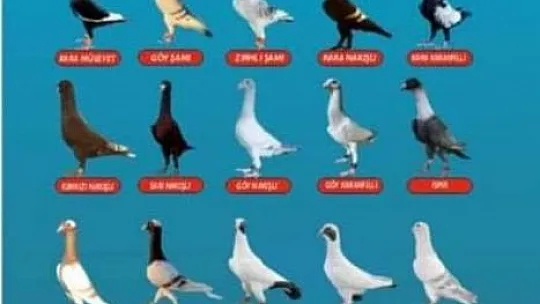 Türkiye'nin en güzel güvercinleri Karkamış'ta görücüye çıktı