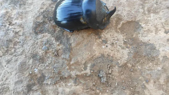 Dünyanın En Güçlü Böceği Siirt'te Görüldü