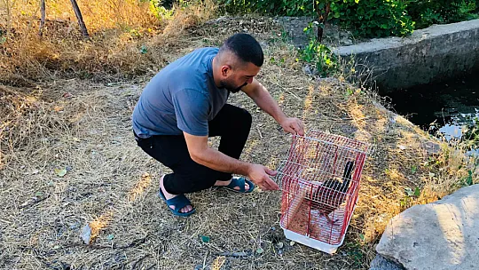 Siirt'te Yaralı Bulunan Sülün Tedavisinin Ardından Doğaya Salındı