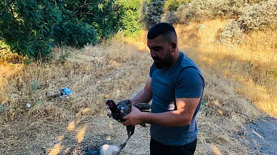 Siirt'te Yaralı Bulunan Sülün Tedavisinin Ardından Doğaya Salındı