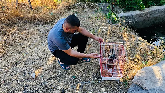 Siirt'te Yaralı Bulunan Sülün Tedavisinin Ardından Doğaya Salındı