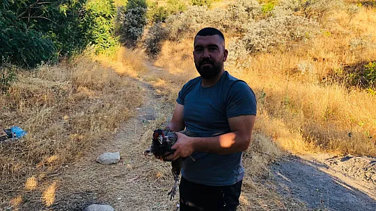 Siirt'te Yaralı Bulunan Sülün Tedavisinin Ardından Doğaya Salındı