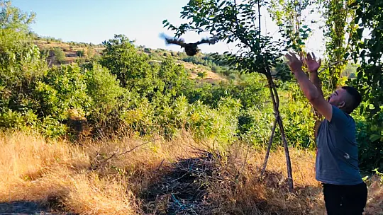 Siirt'te Yaralı Bulunan Sülün Tedavisinin Ardından Doğaya Salındı