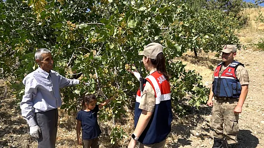 Siirt'te Fıstık Bahçeleri, Termal Drone ve İnsansız Hava Araçlarıyla Korunuyor