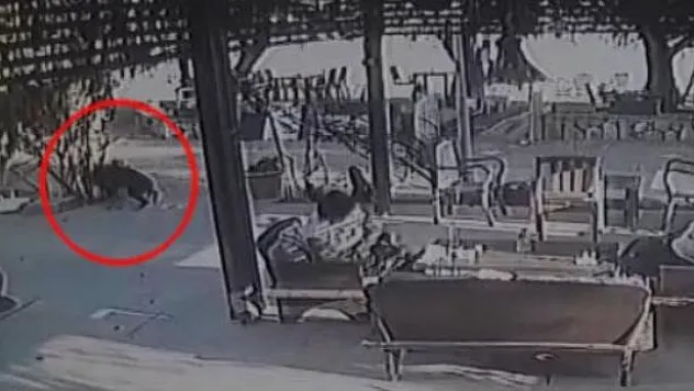 Havlayan köpek ve 3 kadını yaralayan şüpheliden akılalmaz savunma!