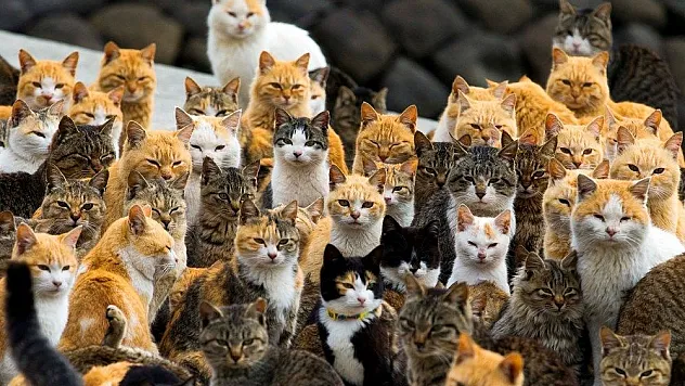 Japonya'daki kedi adası: Aoshima