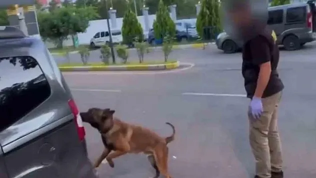 Batman'da takibe alınan araçlarda 93 kilo esrar ele geçirildi