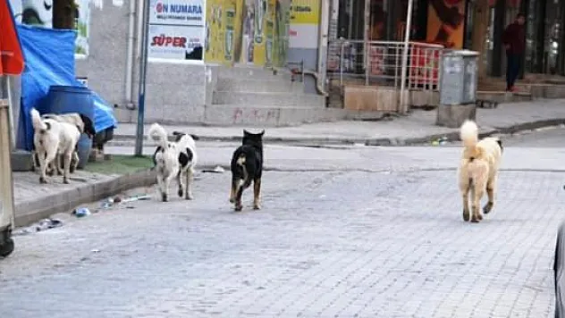 Başıboş köpekler etrafa korku salıyor