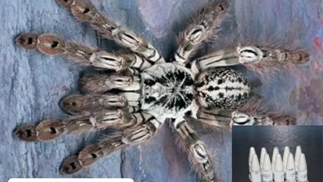 Polonya'dan Siirtli Gençlerin Yoğun Olarak Yaşadığı Marmaris'e Posta İle Gönderilen Kargo Paketinde 76 Yavru Tarantula Ele Geçirildi
