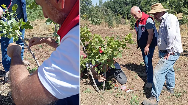 Siirt Şirvan'da Fıstık Bahçelerinde Uygulamalı Eğitim Verildi